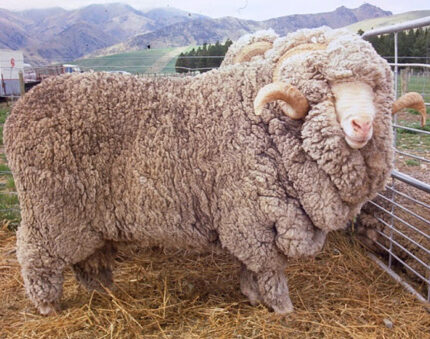 Merino Sheep FOR SALE