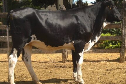 Girolando Cow for Sale