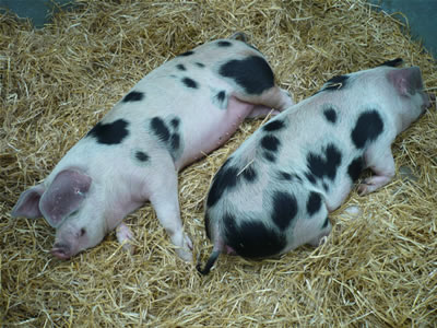 Gloucestershire Old Spots Pigs for Sale