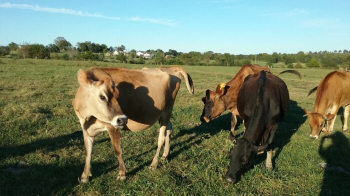 Jersey Cows For Sale