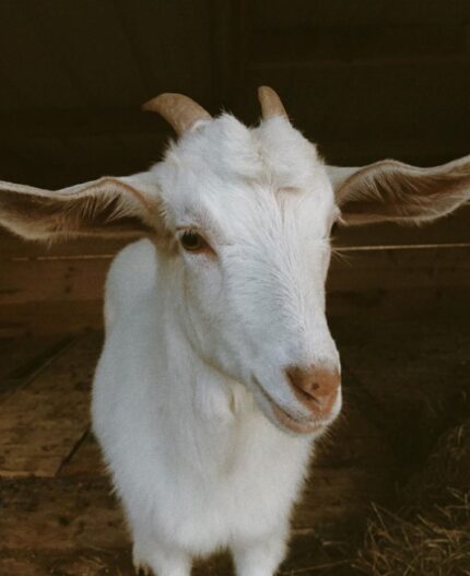 kiko boer cross goats for Sale