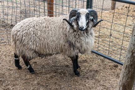 Navajo Churro Sheep For Sale