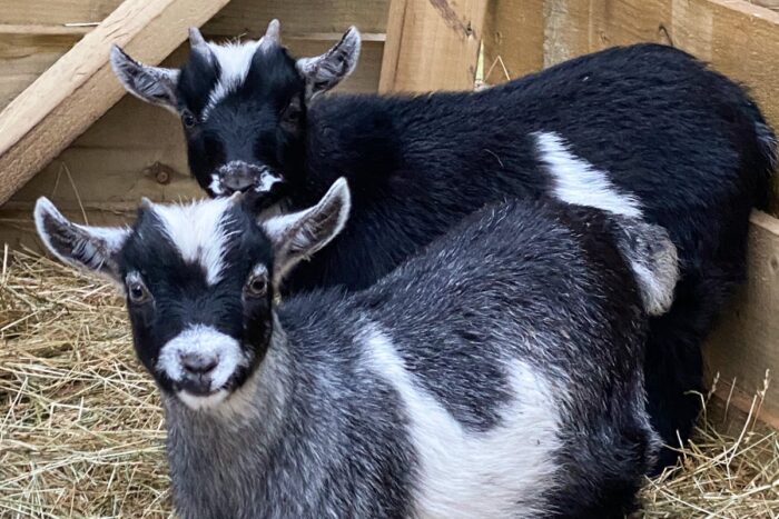 Pygmy Goats For Sale