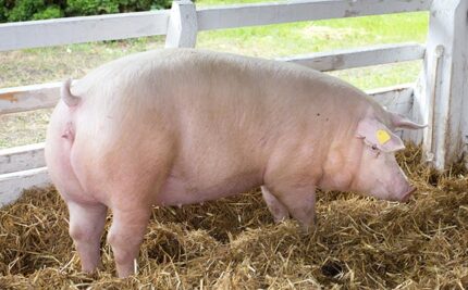 Chester White Pig For Sale