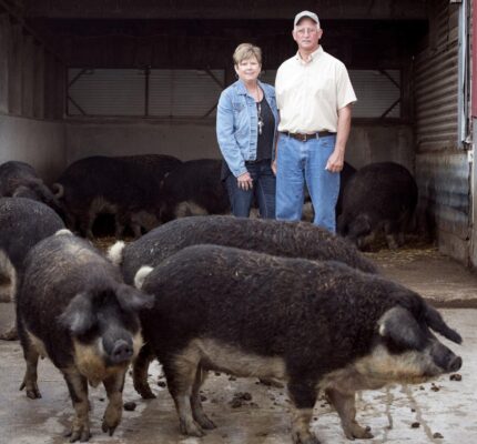 Mangalica Pigs For Sale