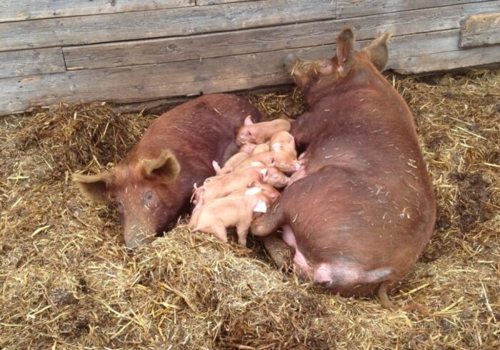 Tamworth Pigs For Sale