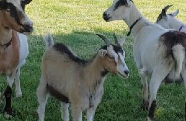 Alpine-Goats-For-Sale-300x300